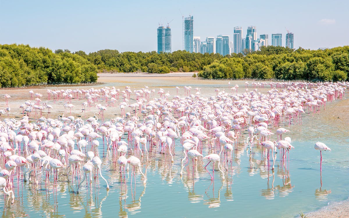 Dubai S Hidden Gems Discovering The City S Best Kept Secrets Headout Dubai S Hidden Gems Discovering The City S Best Kept Secrets Headout